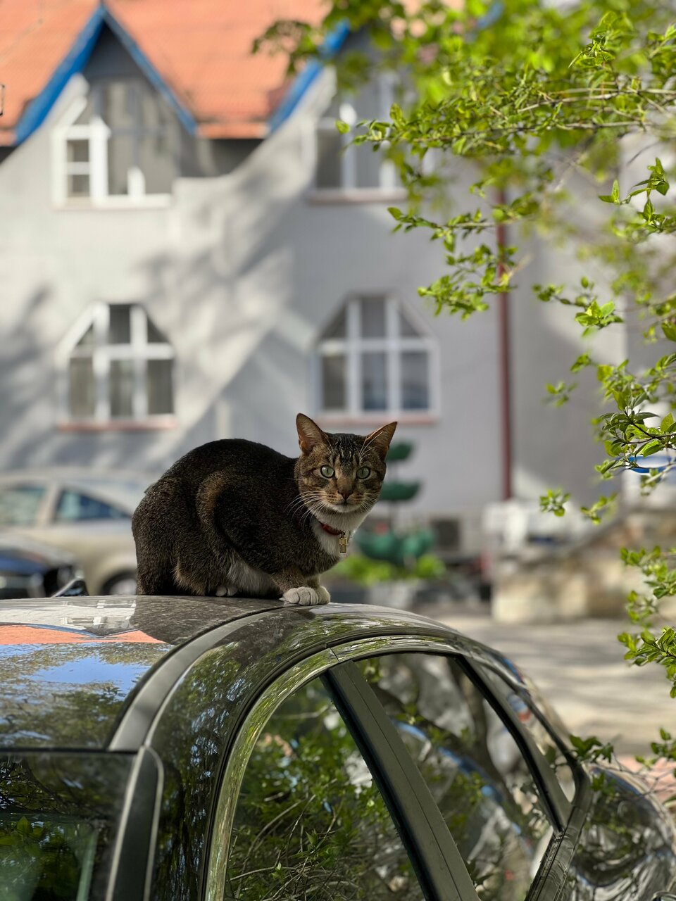Гостиница Матисов домик Санкт-Петербург-53